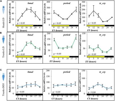 Differential Impacts of the Head on Platynereis dumerilii Peripheral Circadian Rhythms